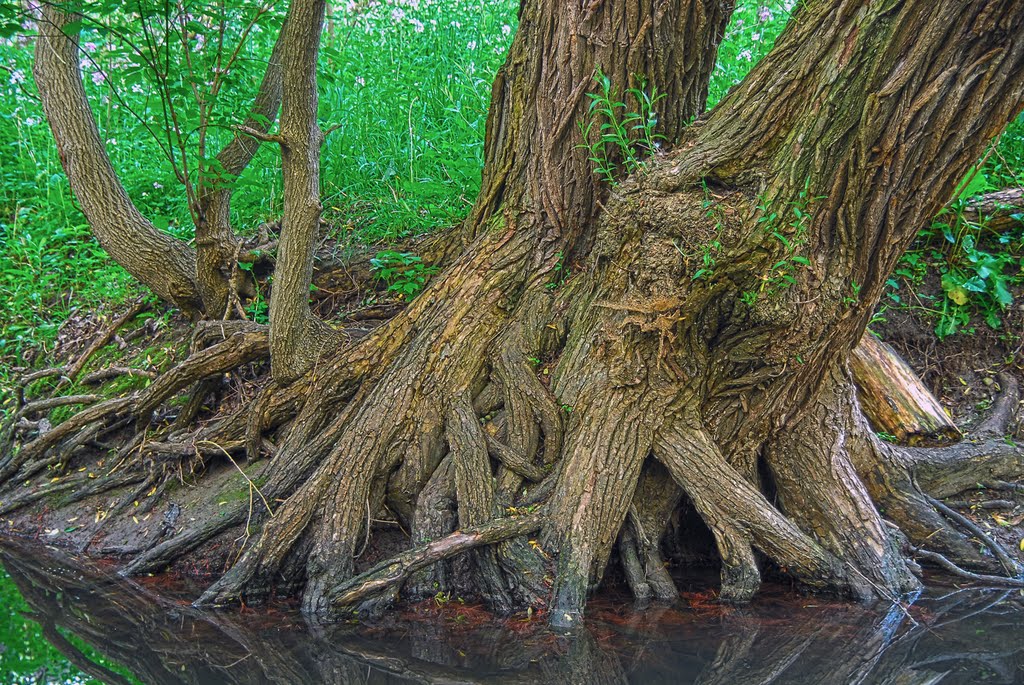 Bayou Oshawa