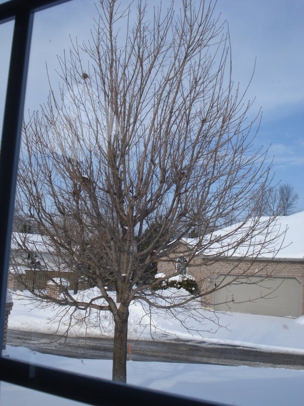 Snow - Peretborough