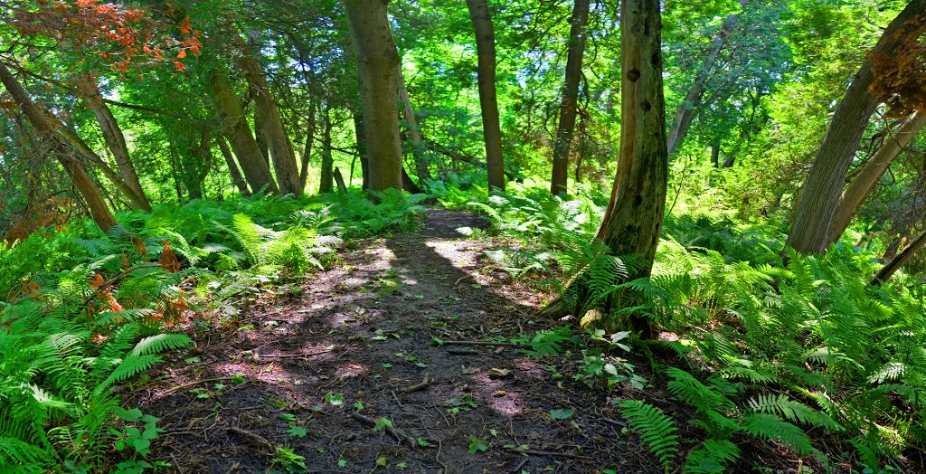 Ferns Along W. Duffins Creek Trail