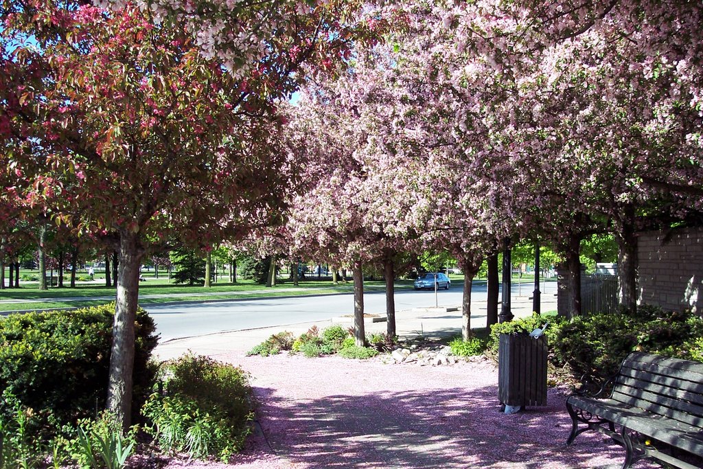 Apple Blossoms at Esplanade and Valley Farm Road