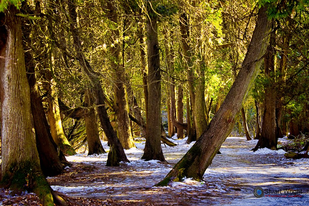 Duffins creek forest