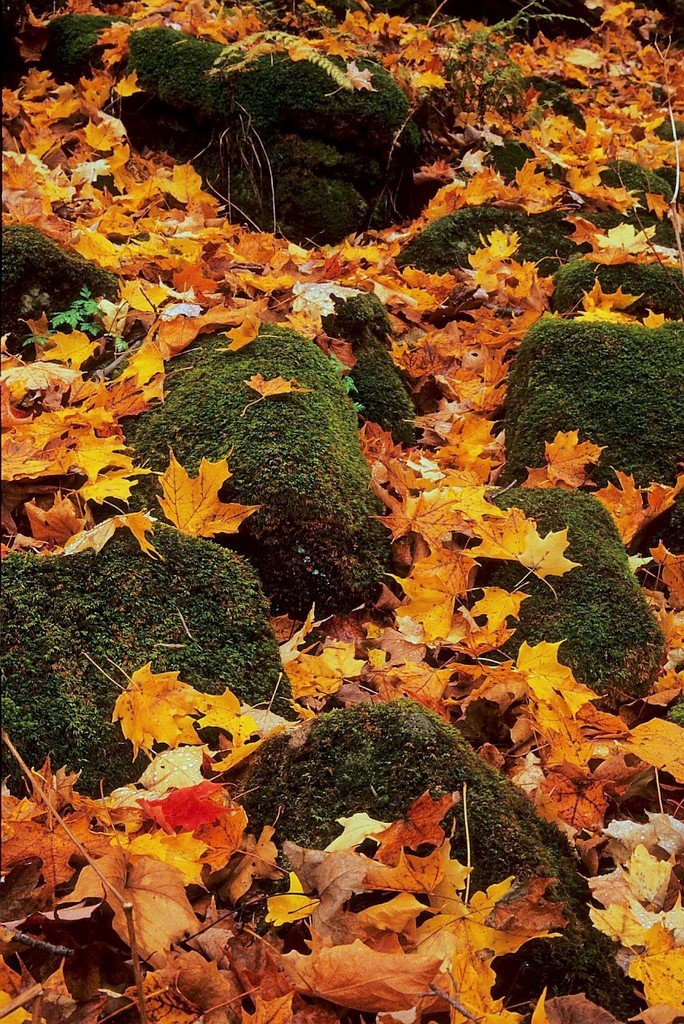 Maple Valley Park