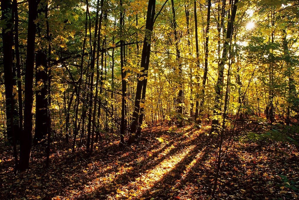 Maple Valley Park