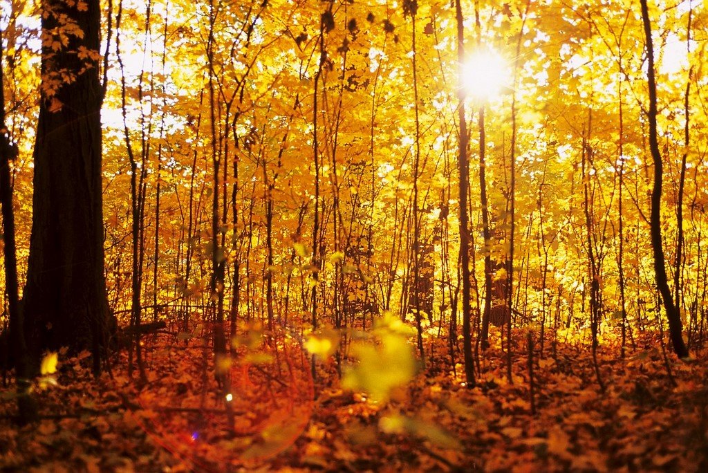 Maple Valley Park