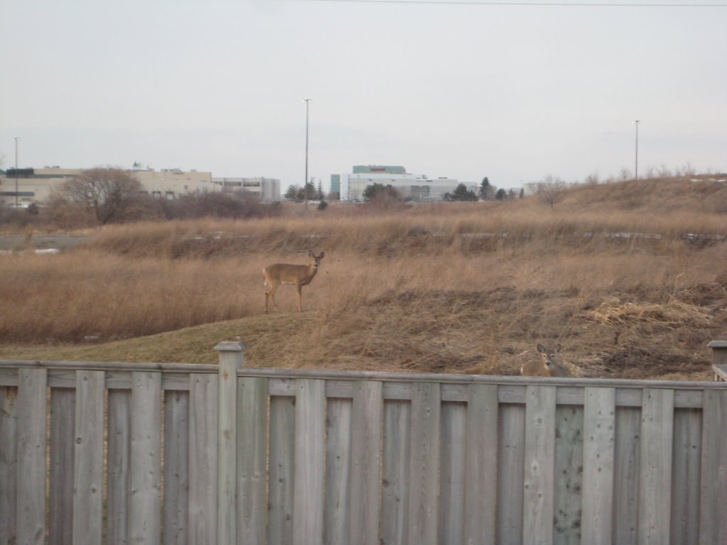 Deer Sighting