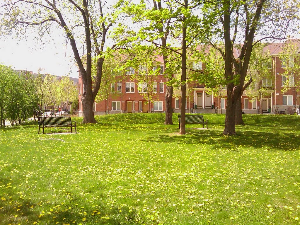 Dandelion in the park
