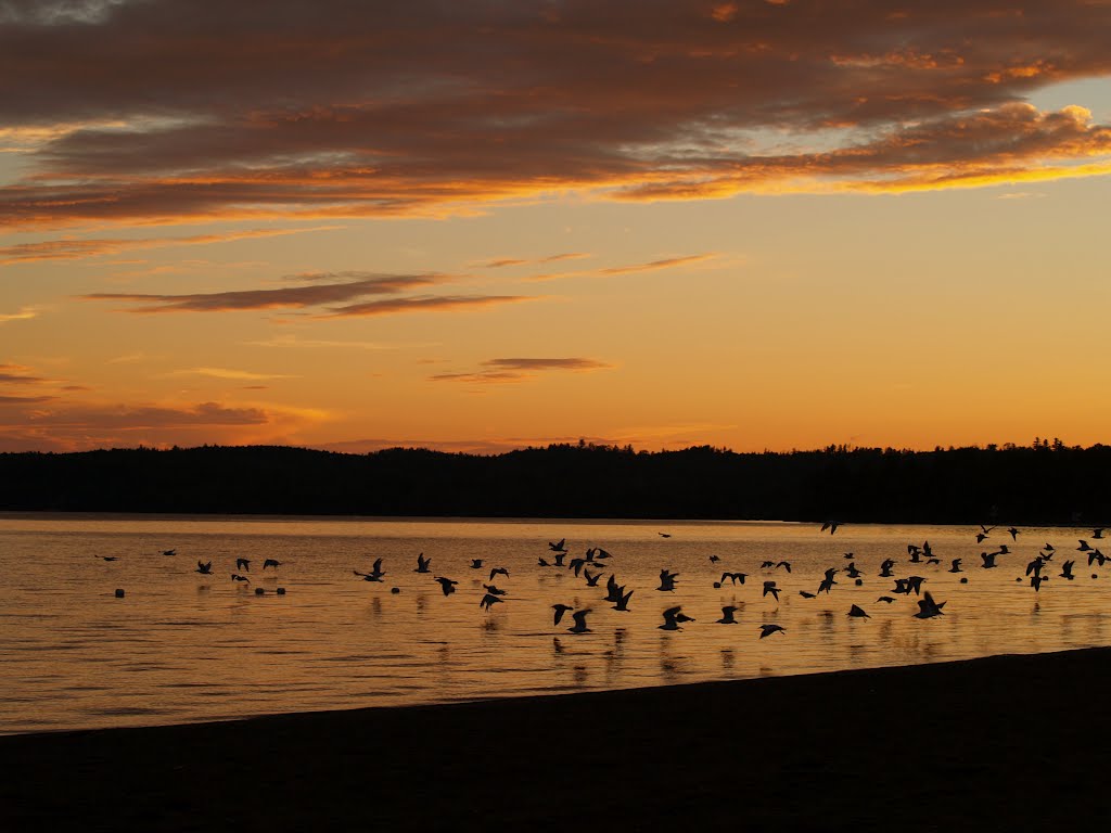 Seagull Sunset on Windy Lake
