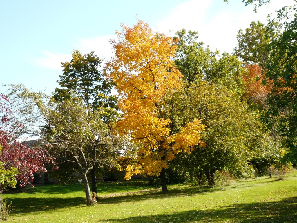 Fall Colours in St. Catharines