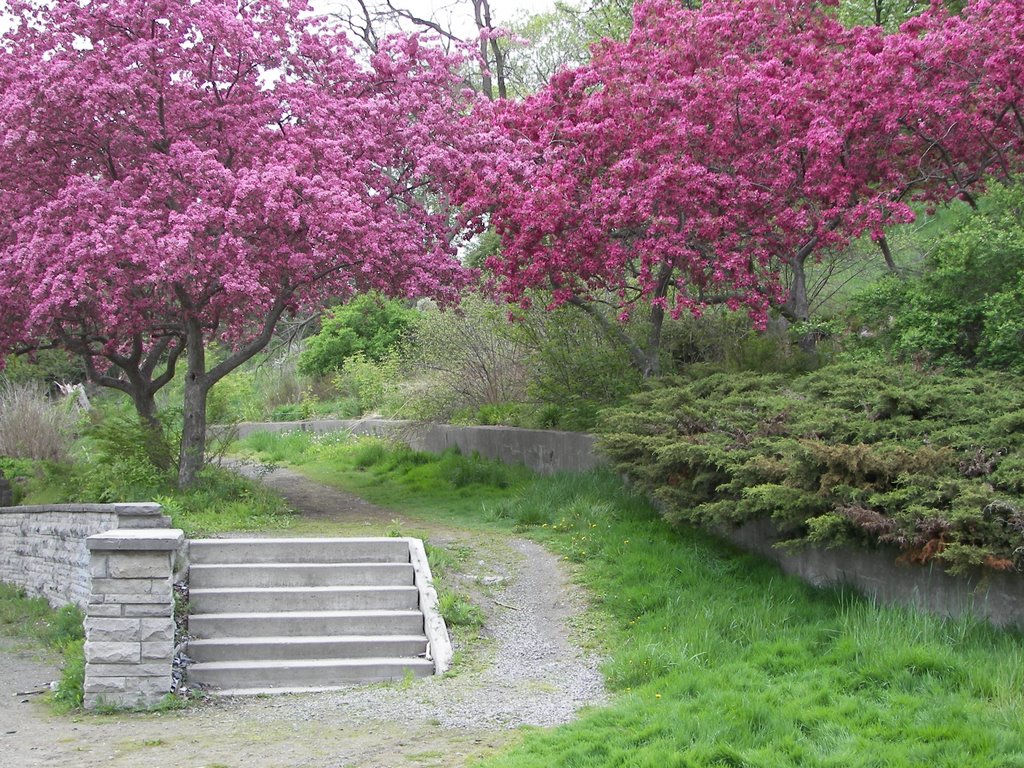 St. Catharines Ravine - Spring Trees