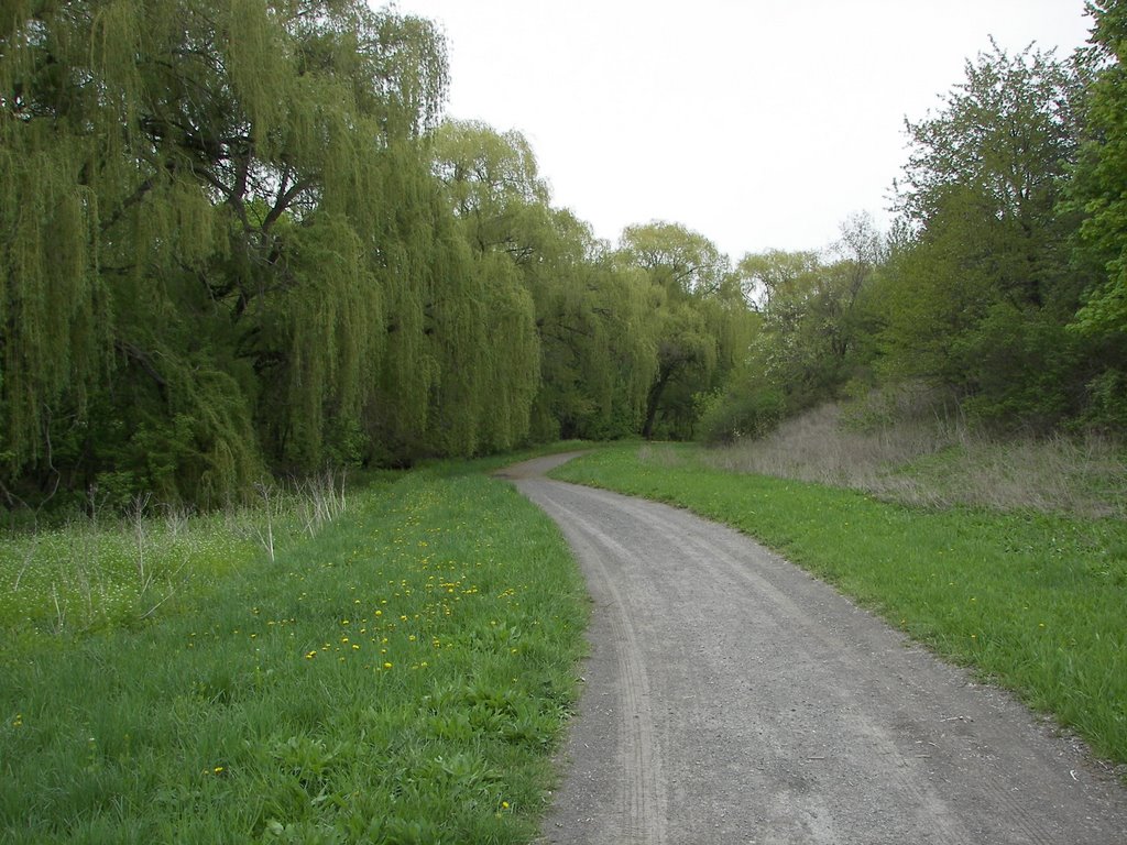 St. Catharines Ravine - Spring Willow