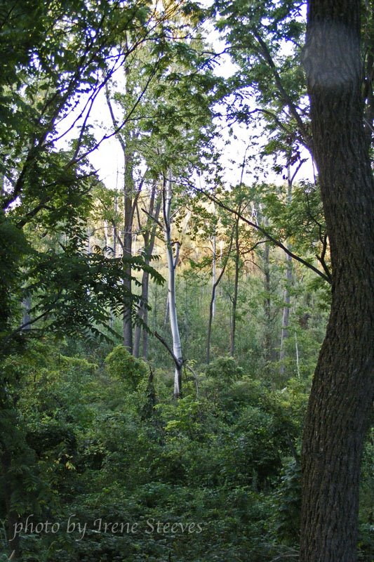 Enchanted forest