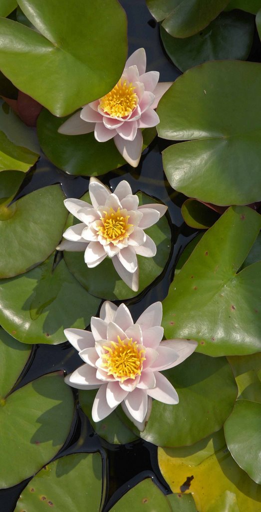 Water garden at Festival Theatre