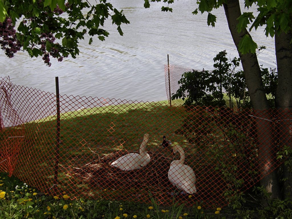 Urban swans--with visitor