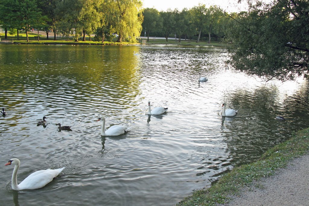 Swans on River Avon