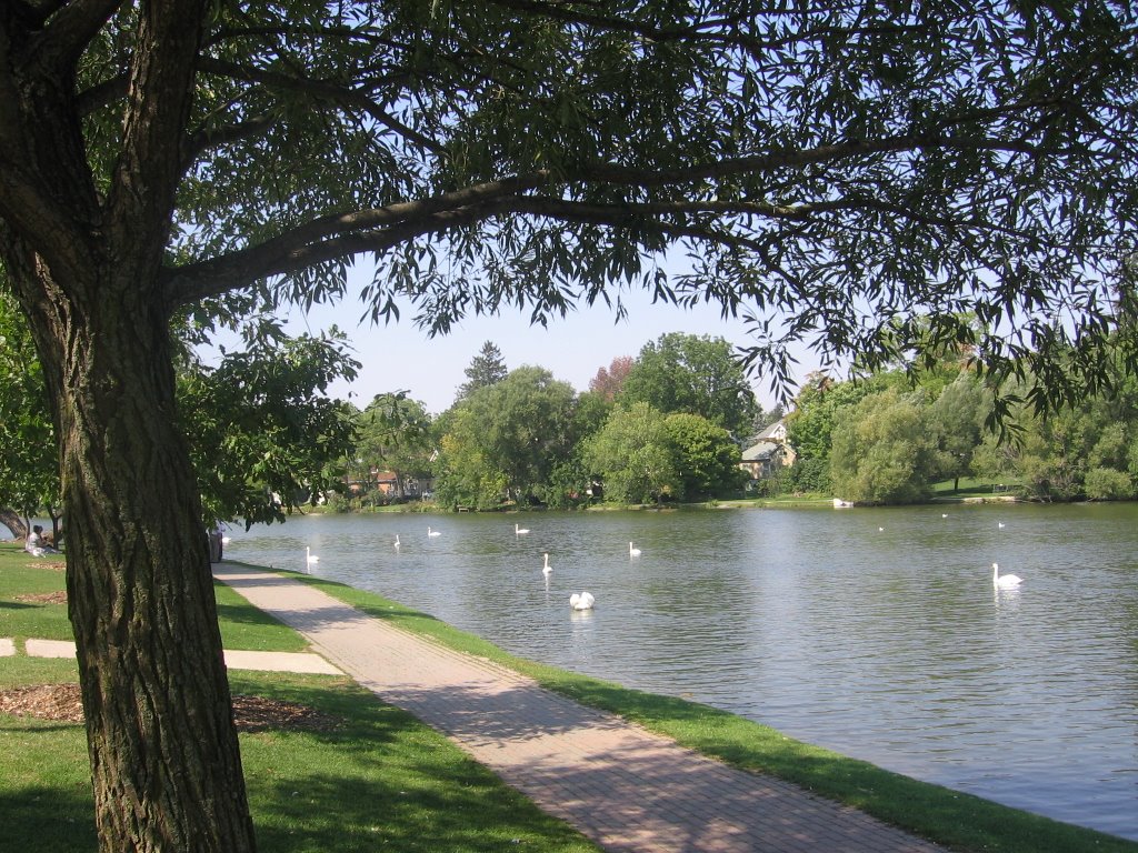 Cisnes en Avon River-Stratford