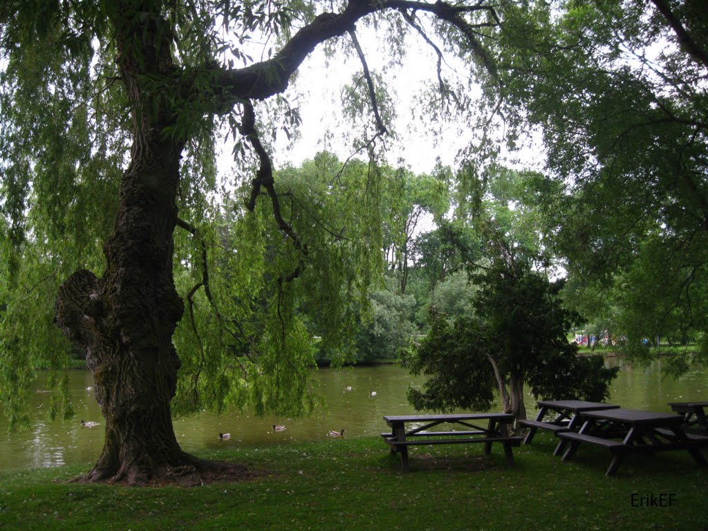 Canopy of Trees