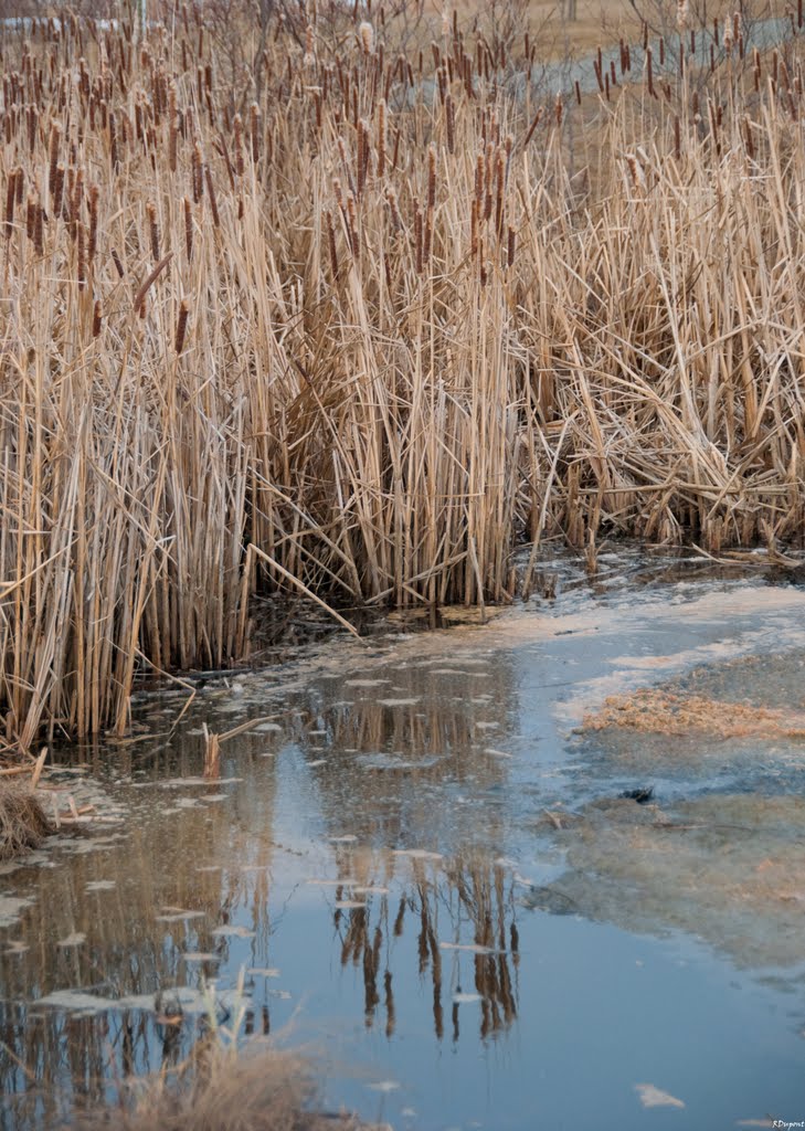 Gillies Lake pond