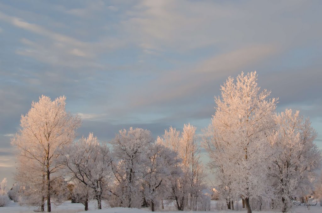 Frosted trees
