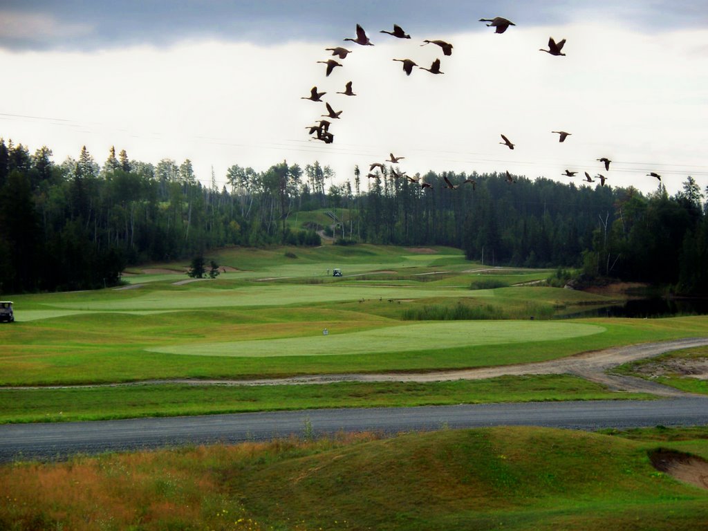 Hollinger Golf #11