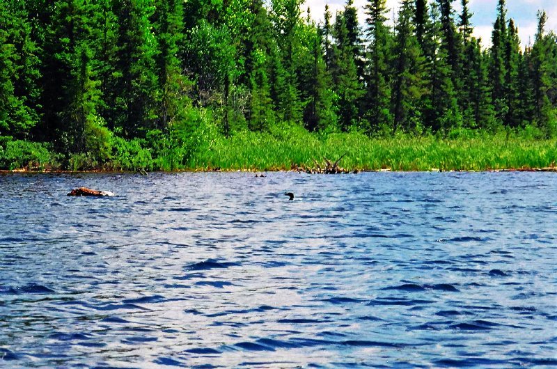 Loon on Montreal River