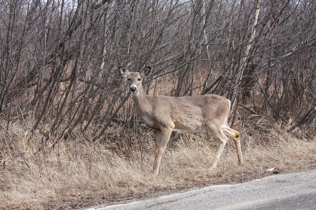 Deer on Mission Island