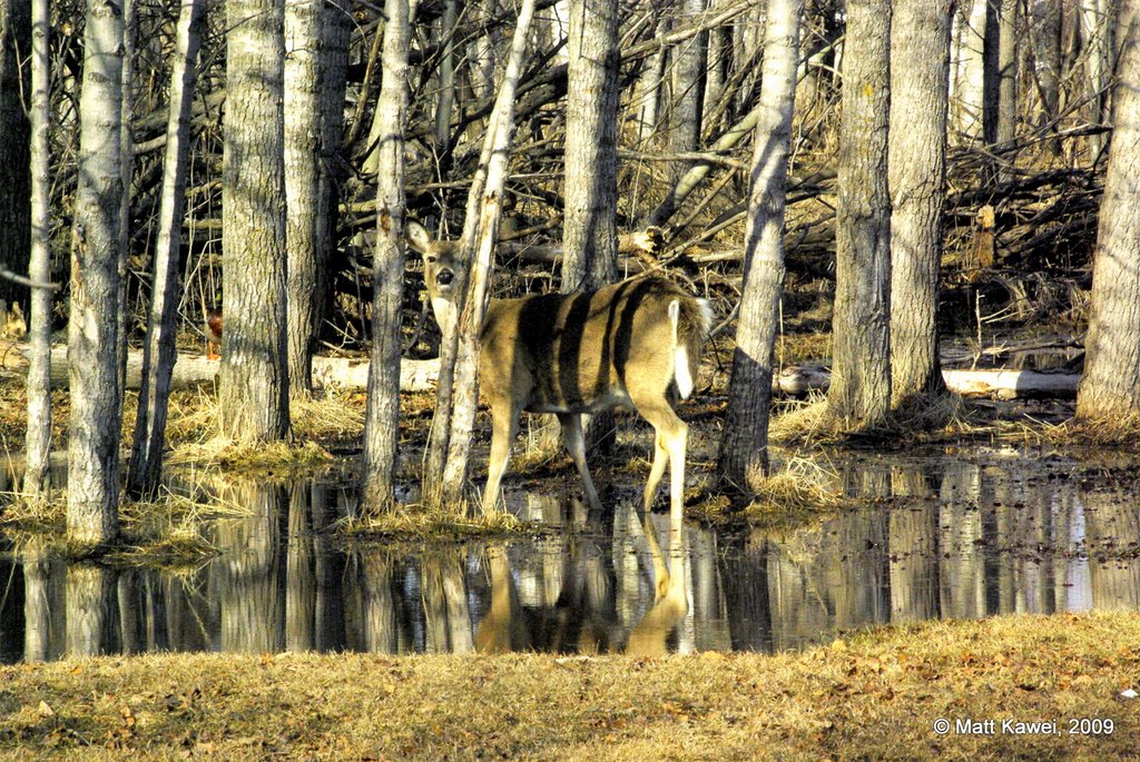 Curious deer