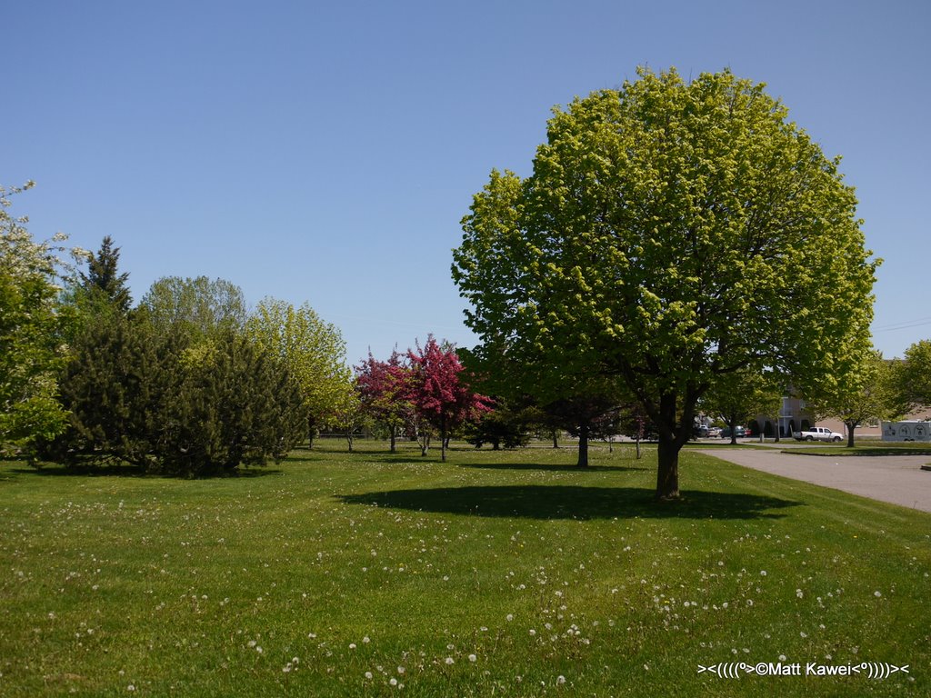 Centennial Botanical Conservatory Park