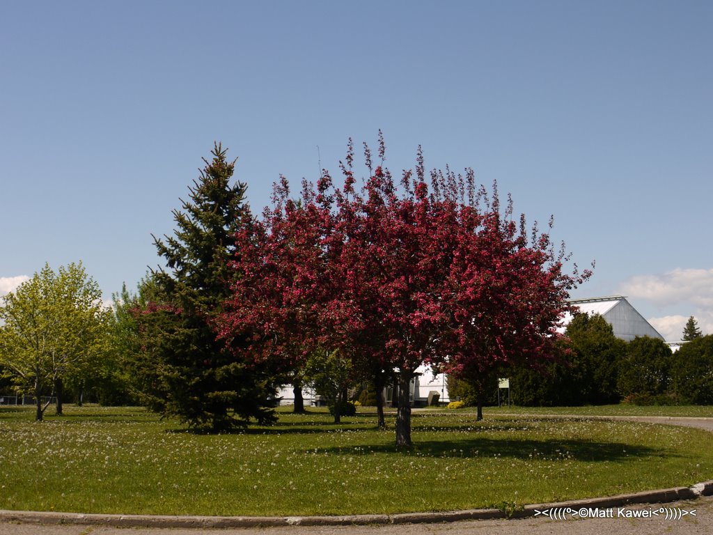 Centennial Botanical Conservatory Park