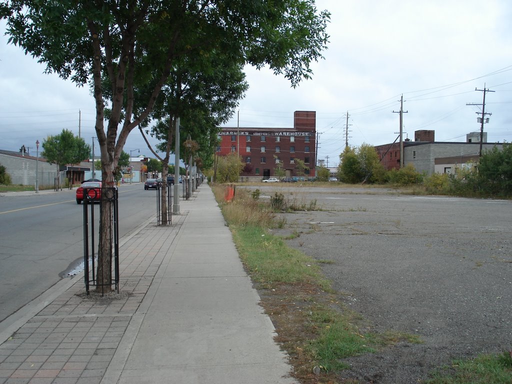 Trees along Simpson St