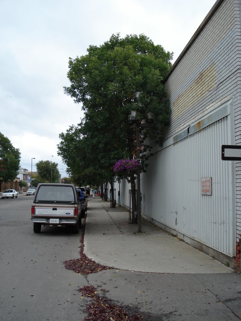 Archibald St trees