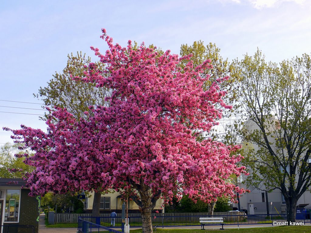 Paterson Park - Summer time