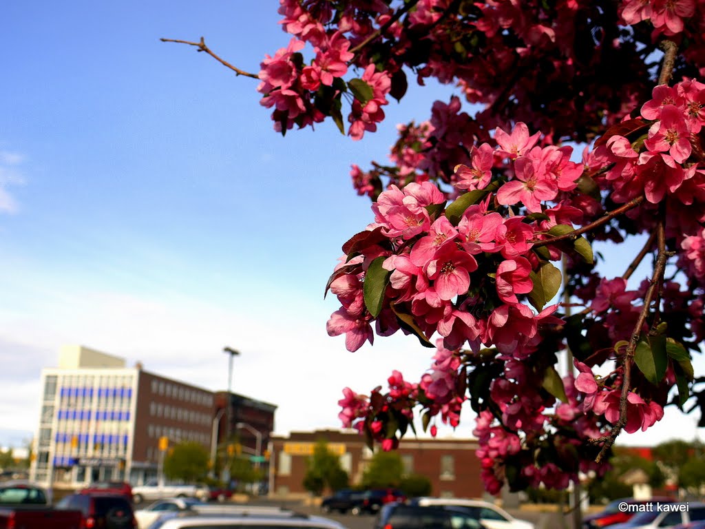 Paterson Park - Summer time - downtown Fort William