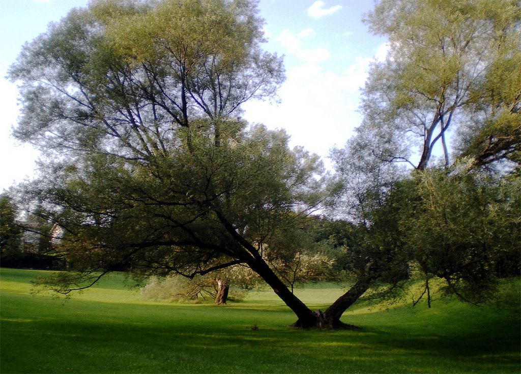Thornhill Walkways