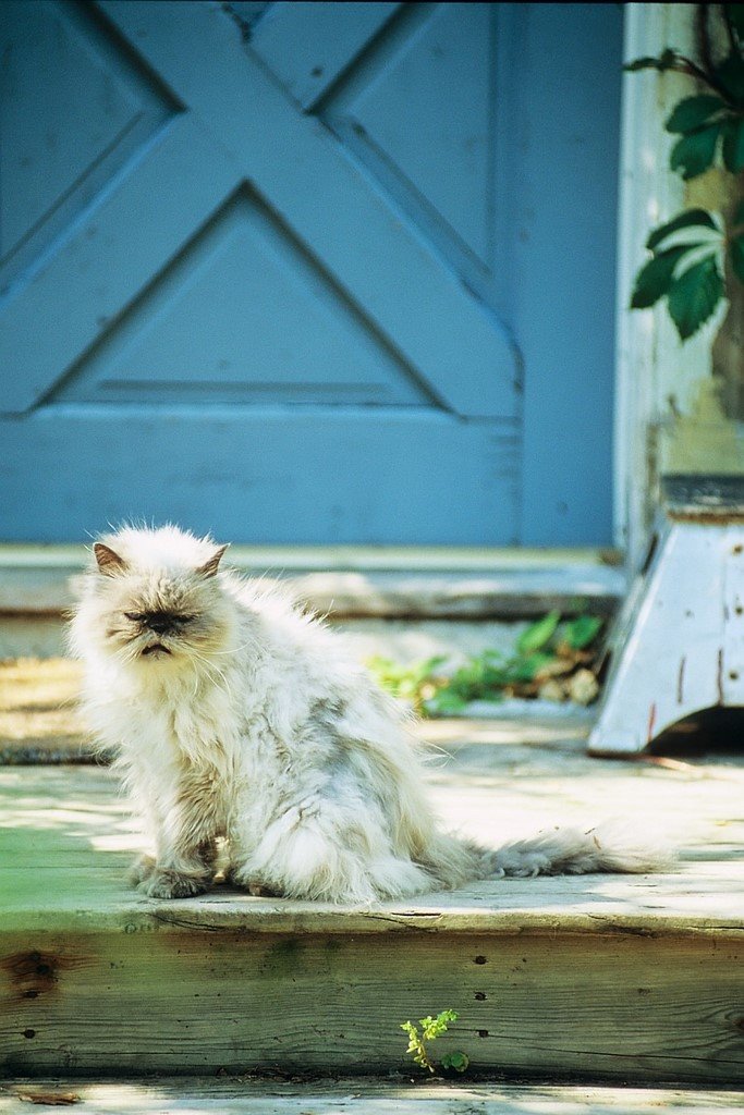Fluffy cat