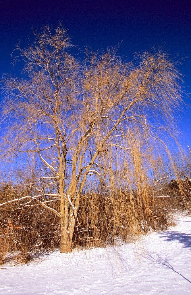 Willow in winter