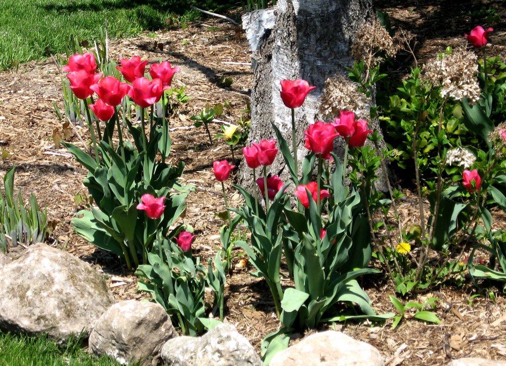 Thornhill tulips 2007