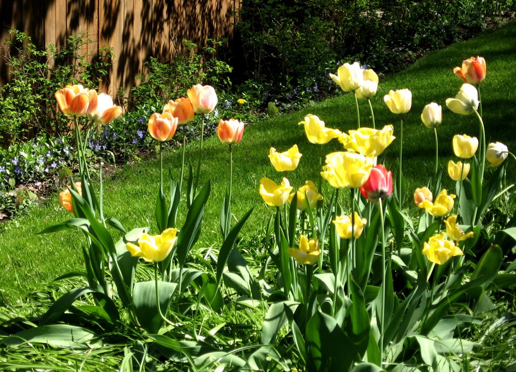 Thornhill tulips May 2007
