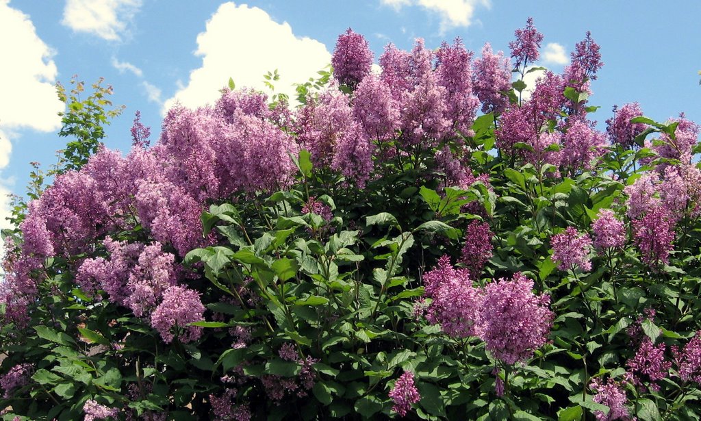 Thornhill lilac 2009