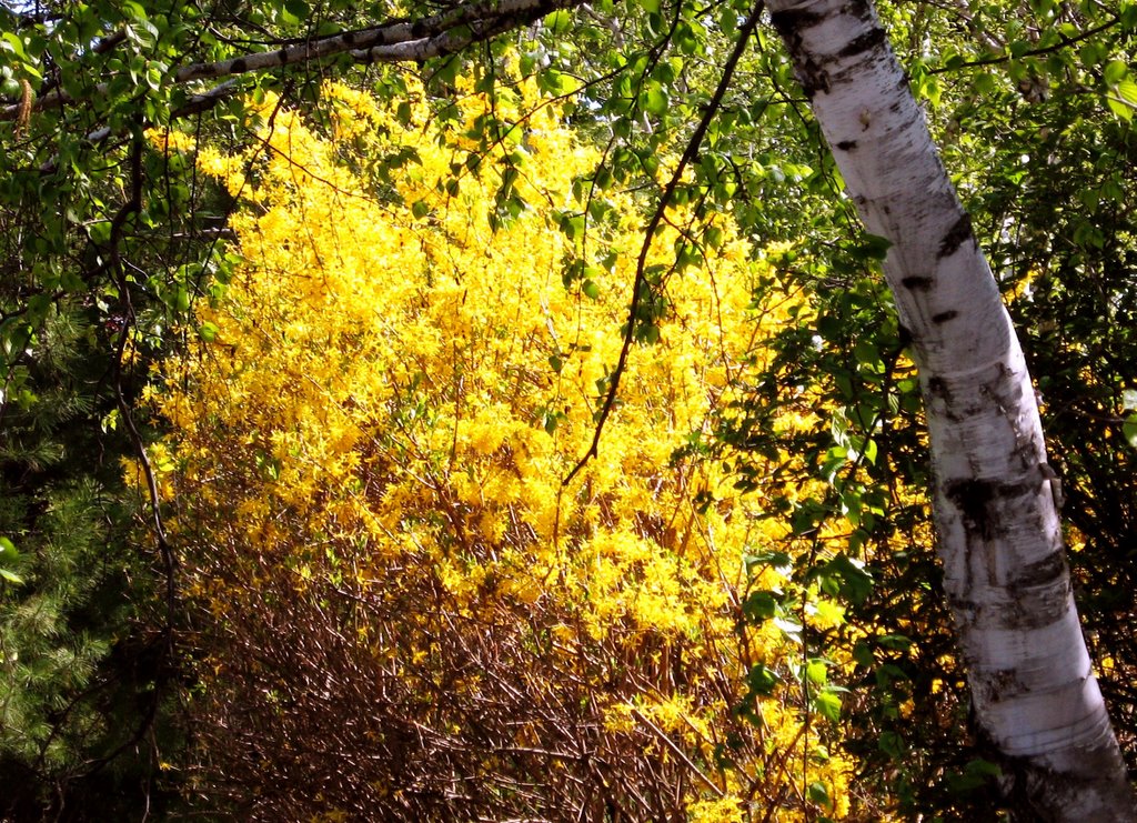 Thornhill Spring 2007