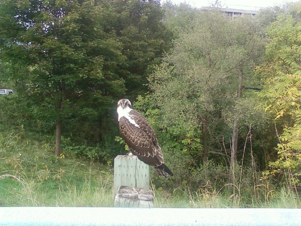 A hawk in Royal Orchard Golf Club