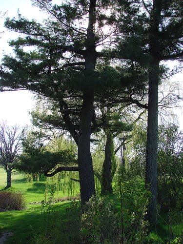 LadiesGolf Club of Toronto