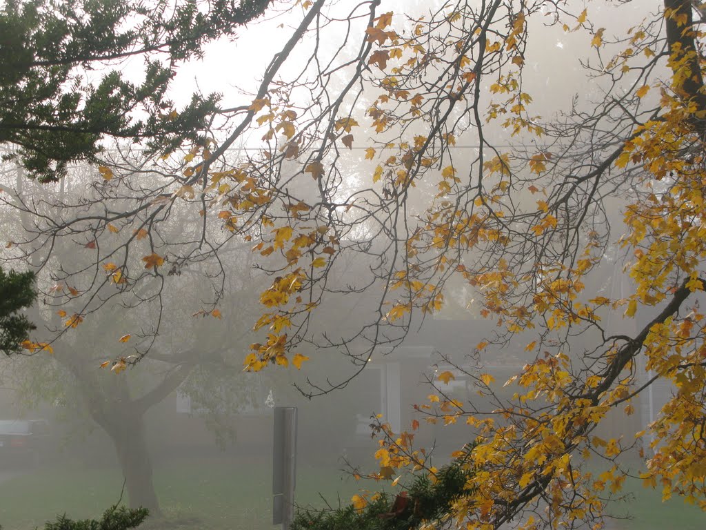 Foggy morning delightes the maple tree