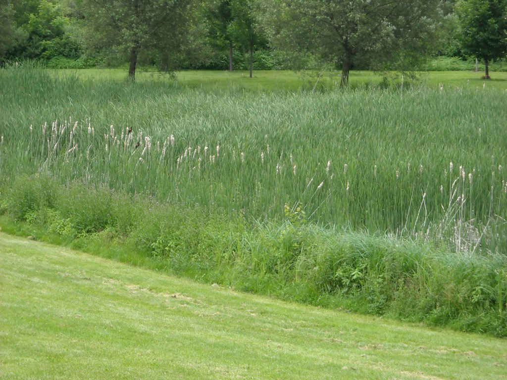 Red Wing Blackbird