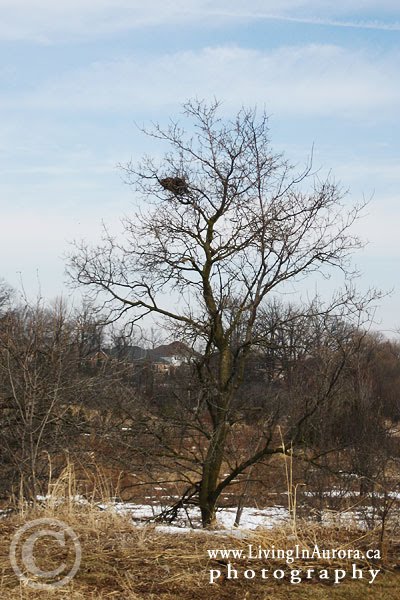 Hamilton Park Soccer Field Trail Under Hydrolines