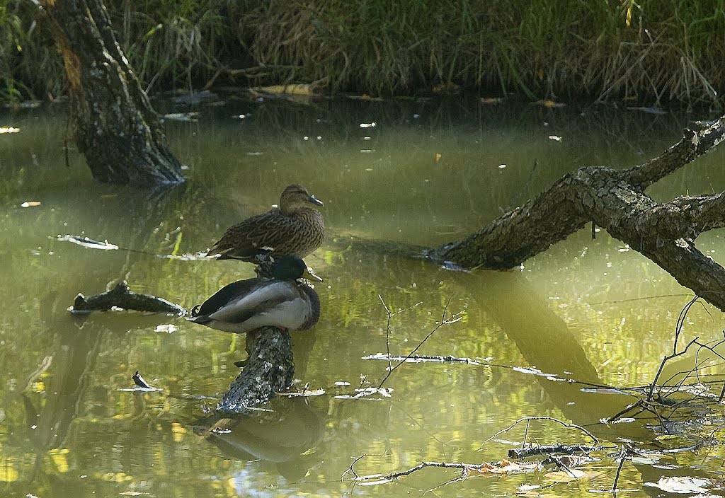 Newmarket Ducks