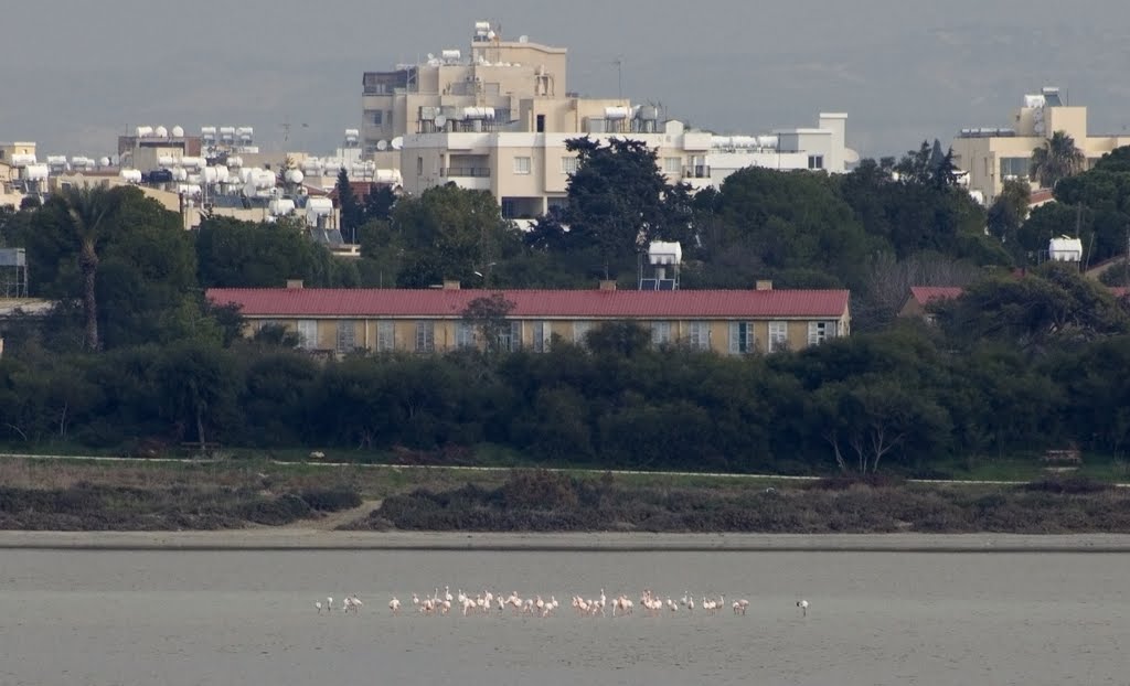 Los flamingos