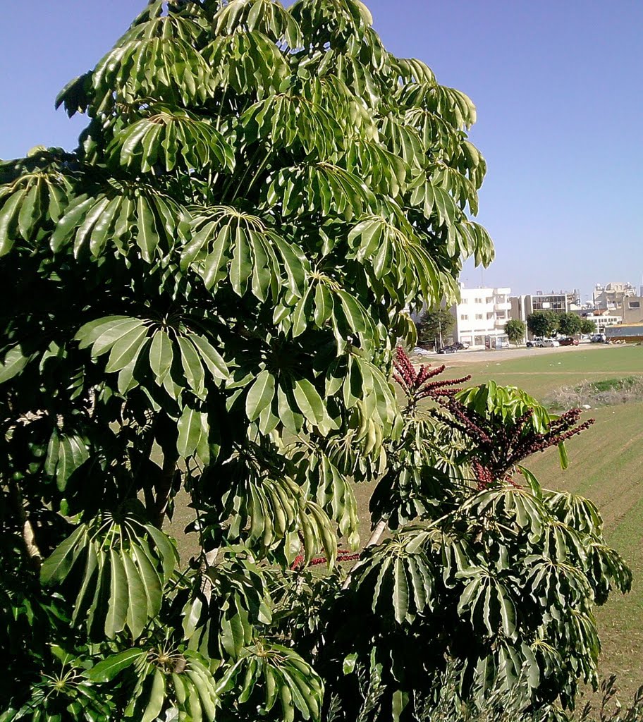 Anybody knows the name of this tree??