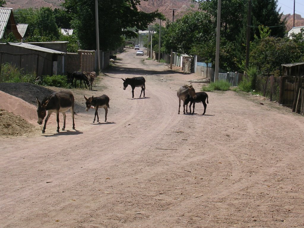 Ослы