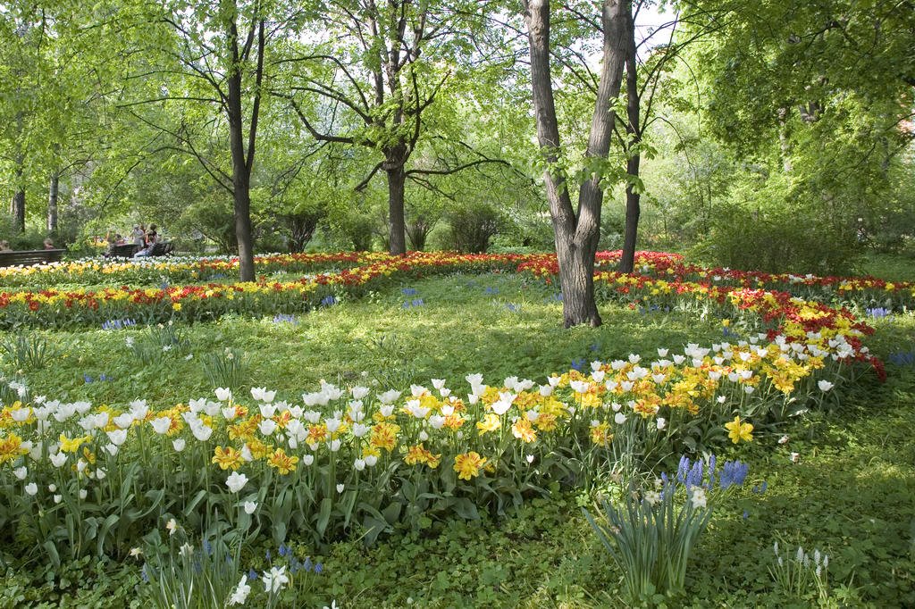 Aptekarskiy Ogorod (Botanical garden MSU). Tulips. May 2007. — Аптекарский огород (Ботанический сад МГУ). Тюльпаны. Май 2007.