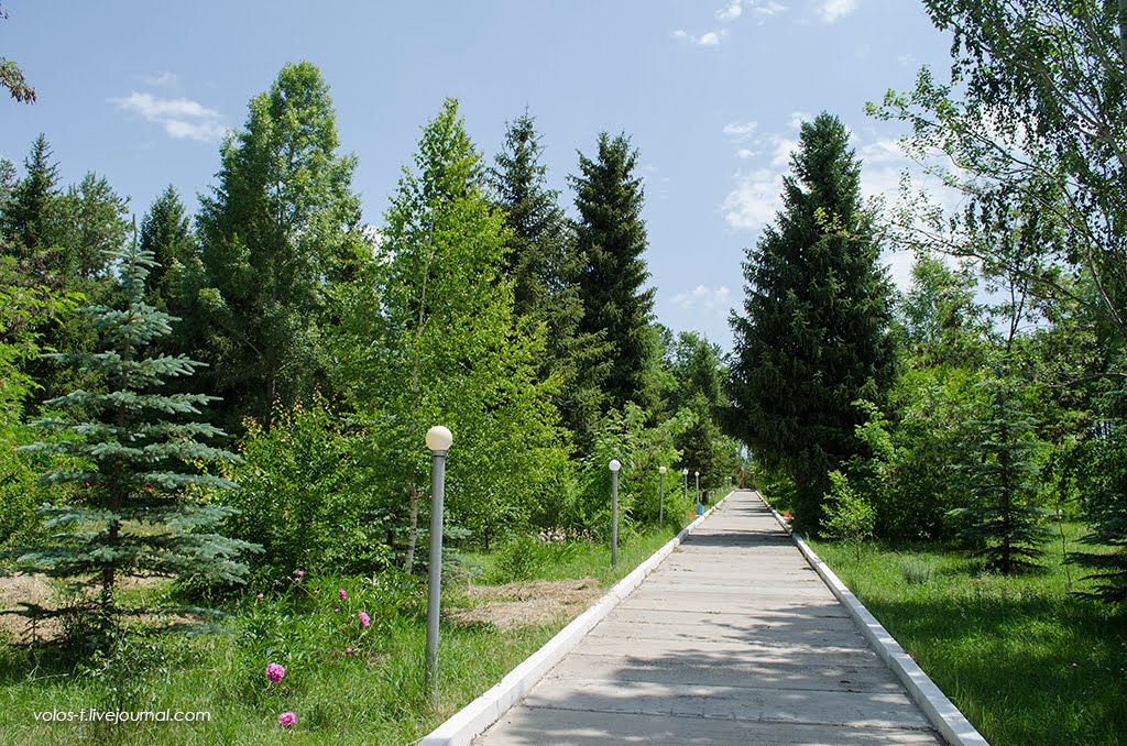 Аллея в мемориальном музее Н.М.Пржевальского (июнь 2013г.)